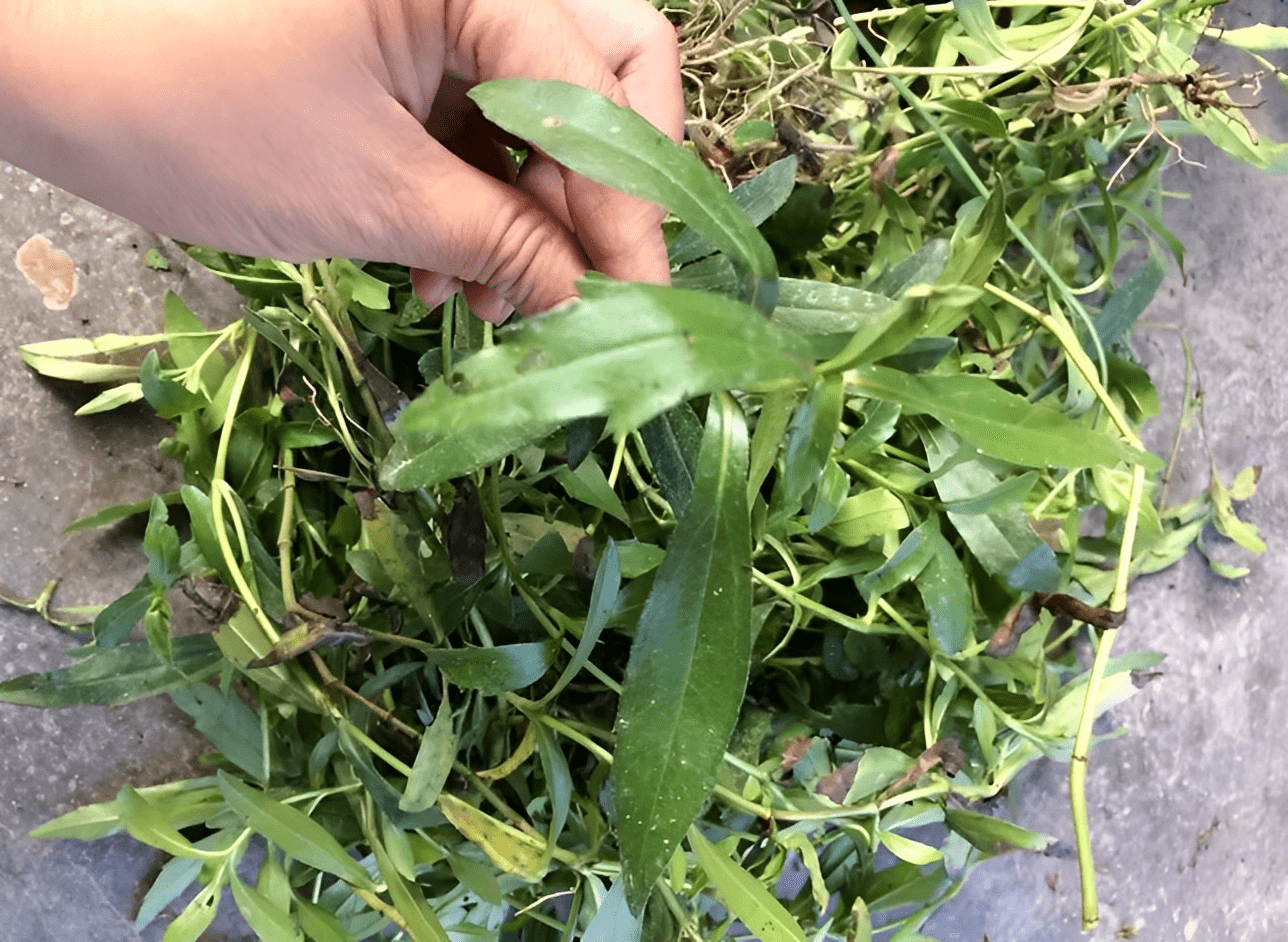 但是你知道吗?它真正的大名则是叫做"墨旱莲",学名是"鳢肠".