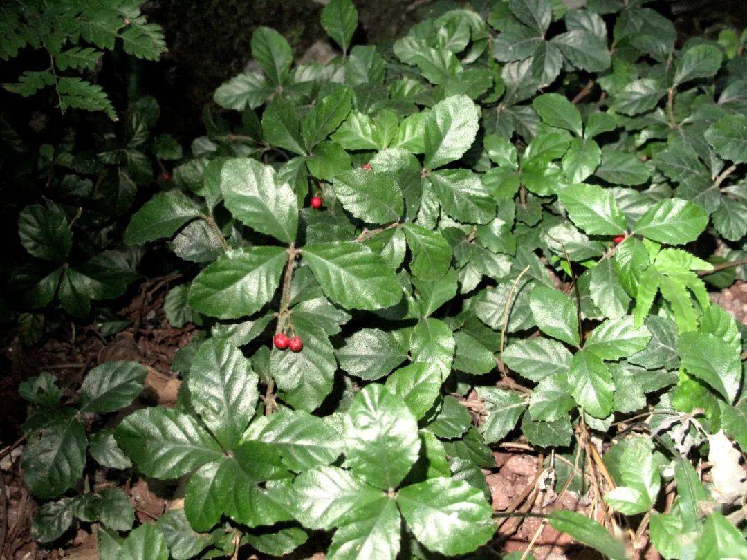 一种非常耐旱的多年生禾本科的草本植物忍冬科的苦糖果喜欢生长在岩壁