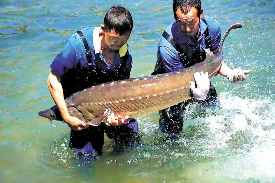 千岛湖鲟鱼养殖基地图片