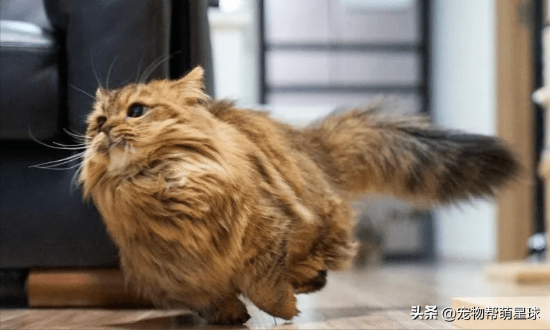 铲屎官晒家中猫咪奔跑瞬间,这画面好治愈啊!_kabuki_none_照片