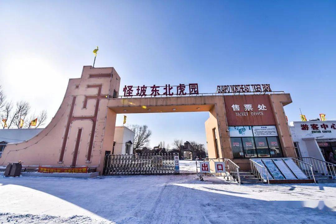 怪坡东北虎园过大年_沈阳虎_老虎_夏天