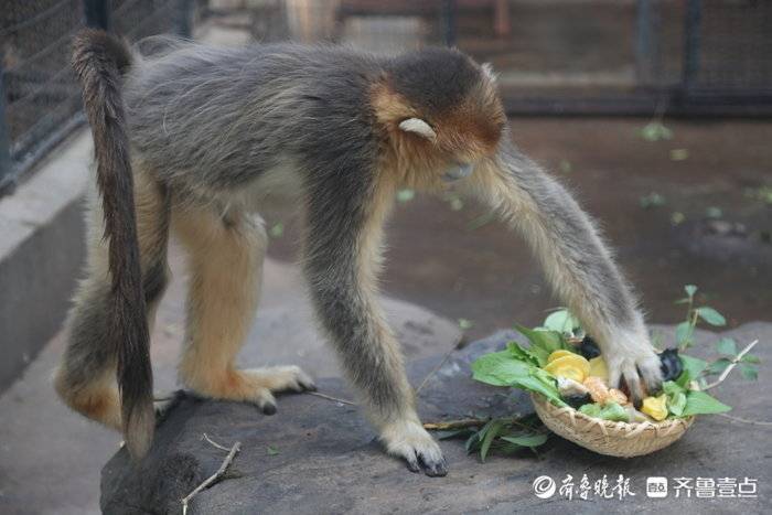 动物过大年，吃上定造餐！看看小动物们的“年夜饭”吃了啥？