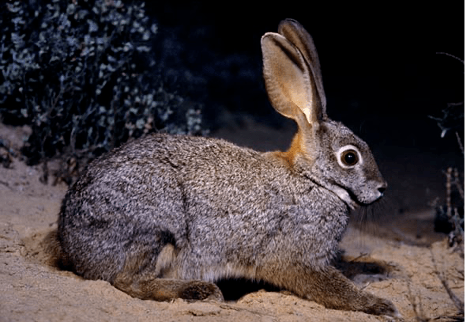 在校园飞奔的短耳兔是什么兔?华东师大新春科普来了_https_图片_兔子