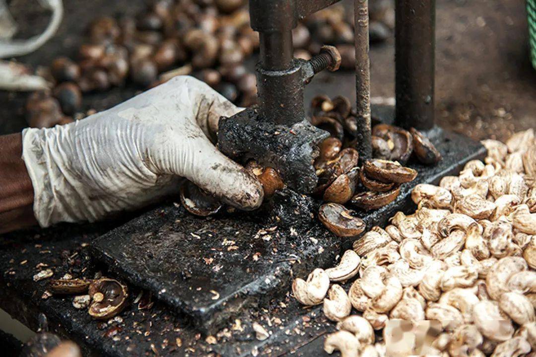 由于腰果壳含有毒油脂,手工去壳时难免皮肤被腐蚀.