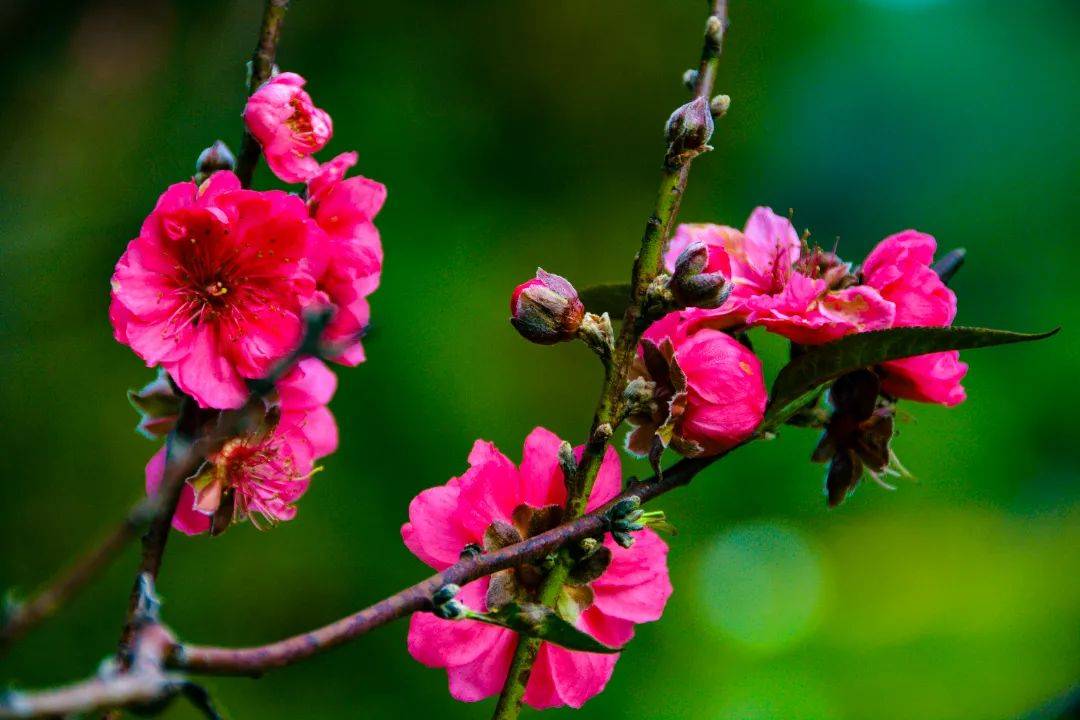 南海芳菲，已入佳期！各色花海打卡指南→