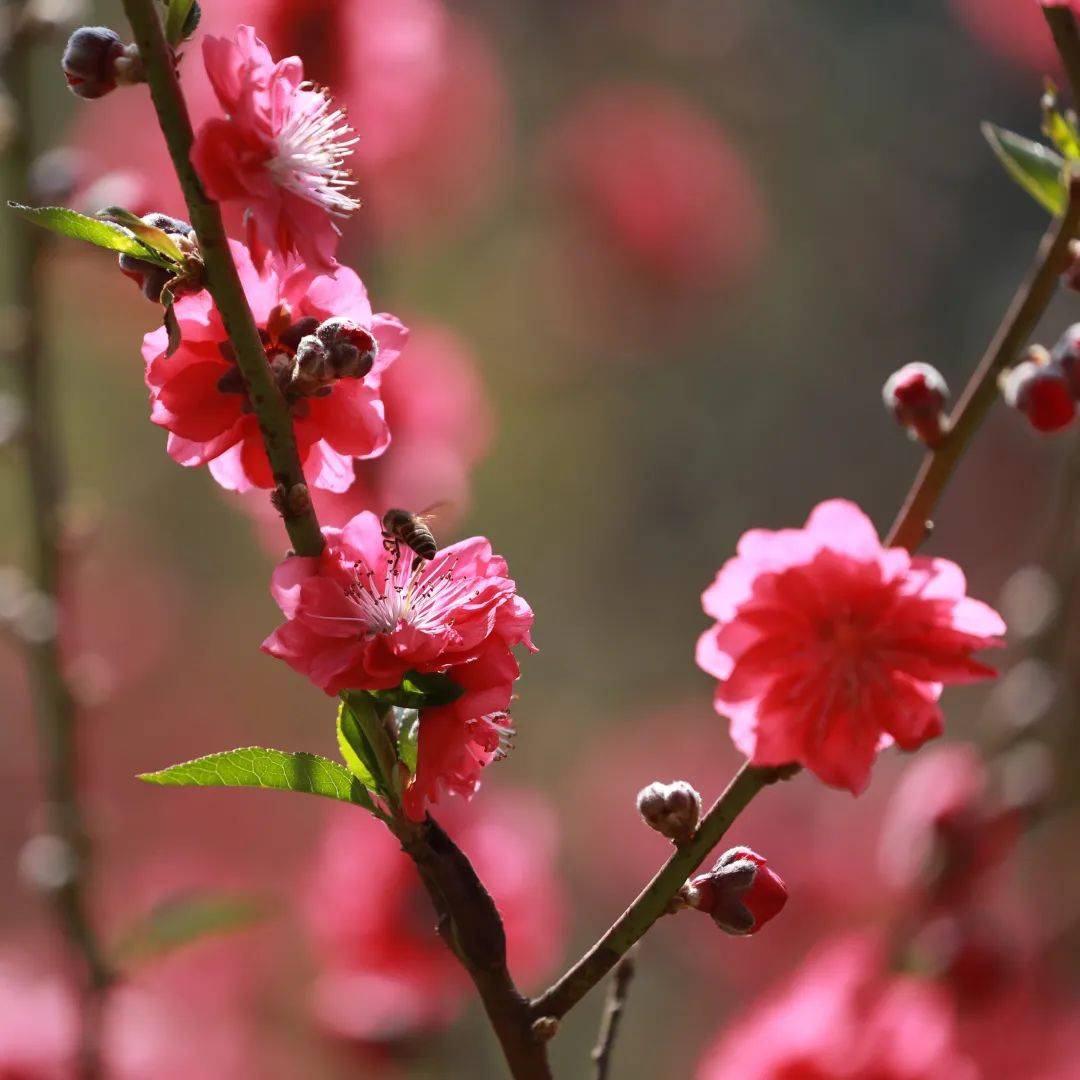 南海芳菲，已入佳期！各色花海打卡指南→