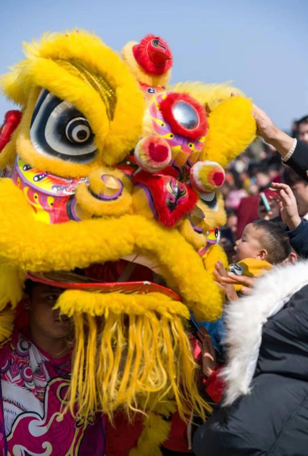 观众摸摸狮头寓意鸿运当头,摸摸狮尾寓意从年头旺到年尾或由头旺到尾.