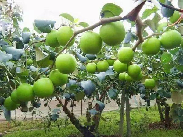 67青枣上市 走俏春节市场