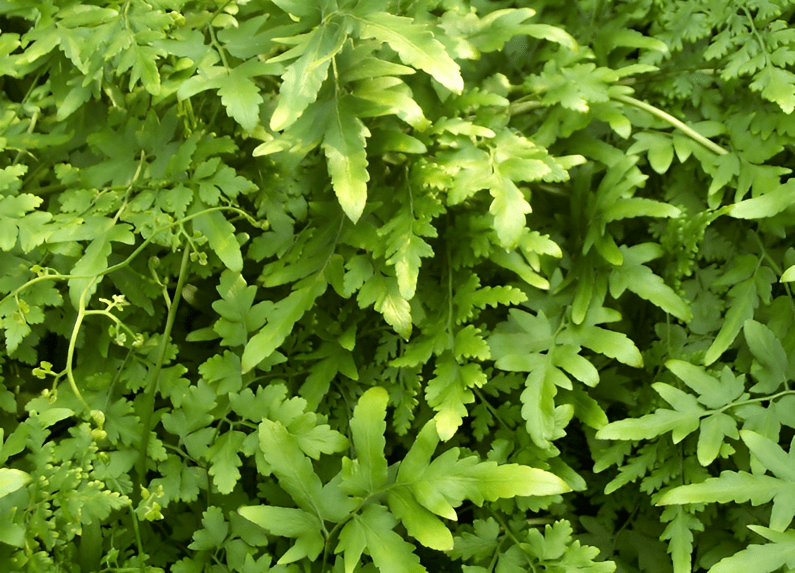 俗称湿热草,又有"生发草"之称,你过往也许见过,如今格外珍贵