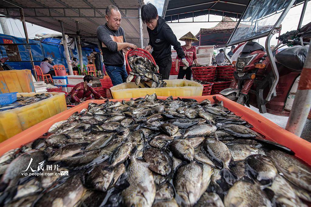 海南陵水:繁忙的新村渔港
