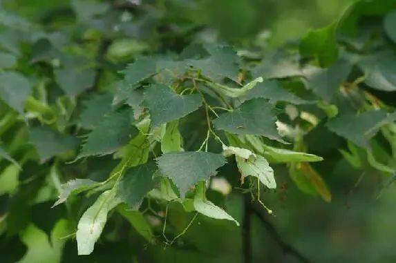 神奇生物在丰台丨蒙椴_土壤_特征_生态
