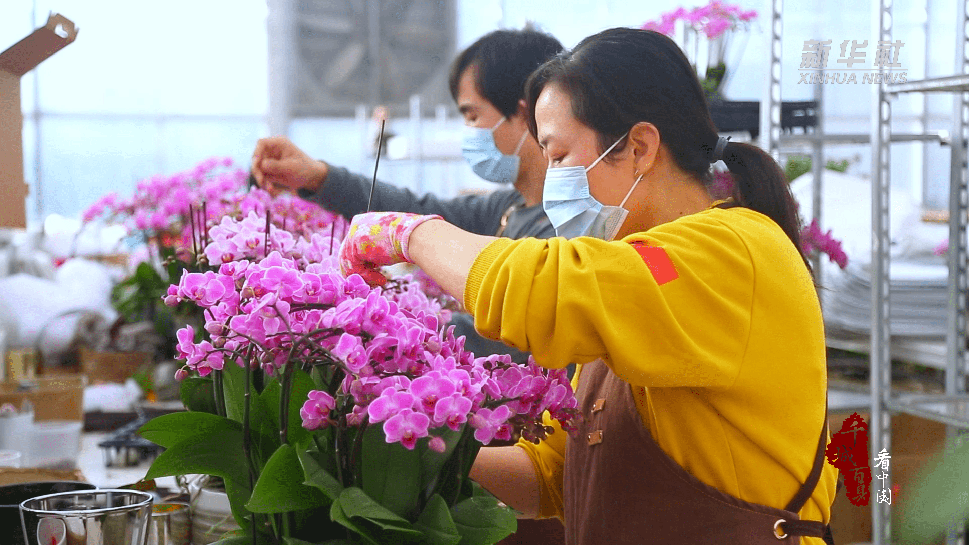 千城百县看中国｜河北保定：鲜花经济助力村落复兴