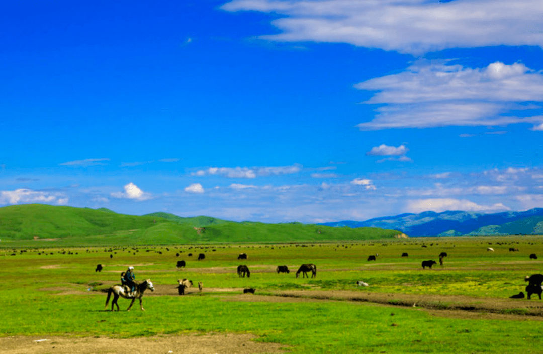 "山水林田湖草沙"之草——让草原休养生息_生态_麦草_保护