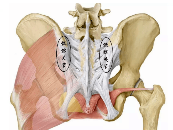 腰骶疼痛易忽视的原因 骶髂关节功能紊乱