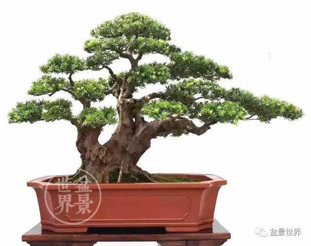 最美的100盆罗汉松_cm_作品_盆景