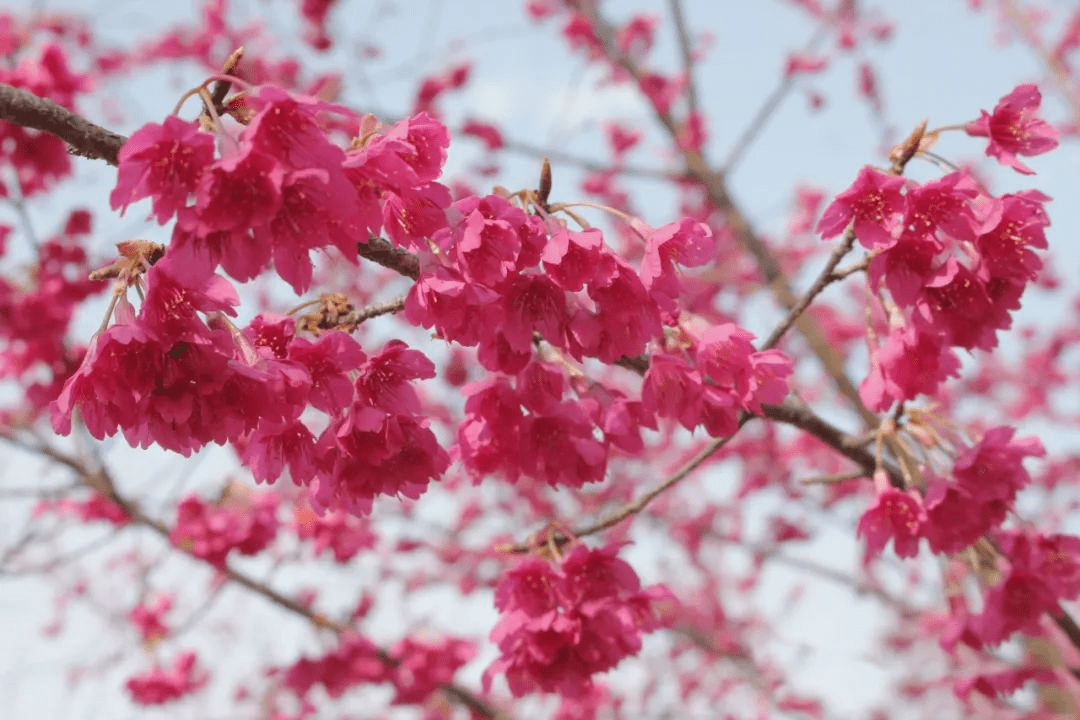 如今人少了！来广州那些处所赏花，摄影靓爆镜！