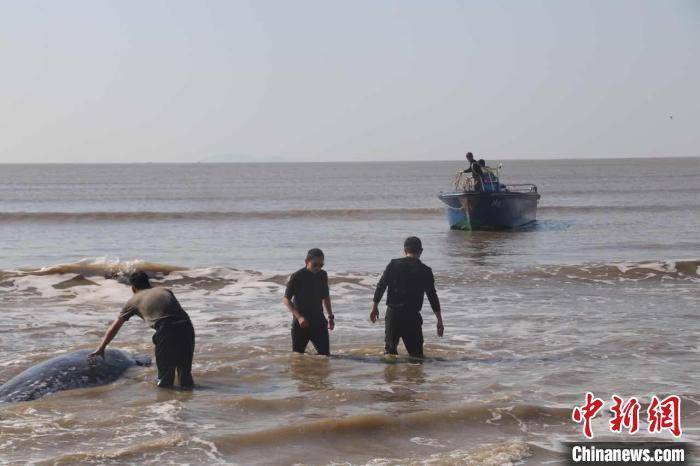 广东海洋综合执法人员成功救助国家二级保护动物鲸鲨 