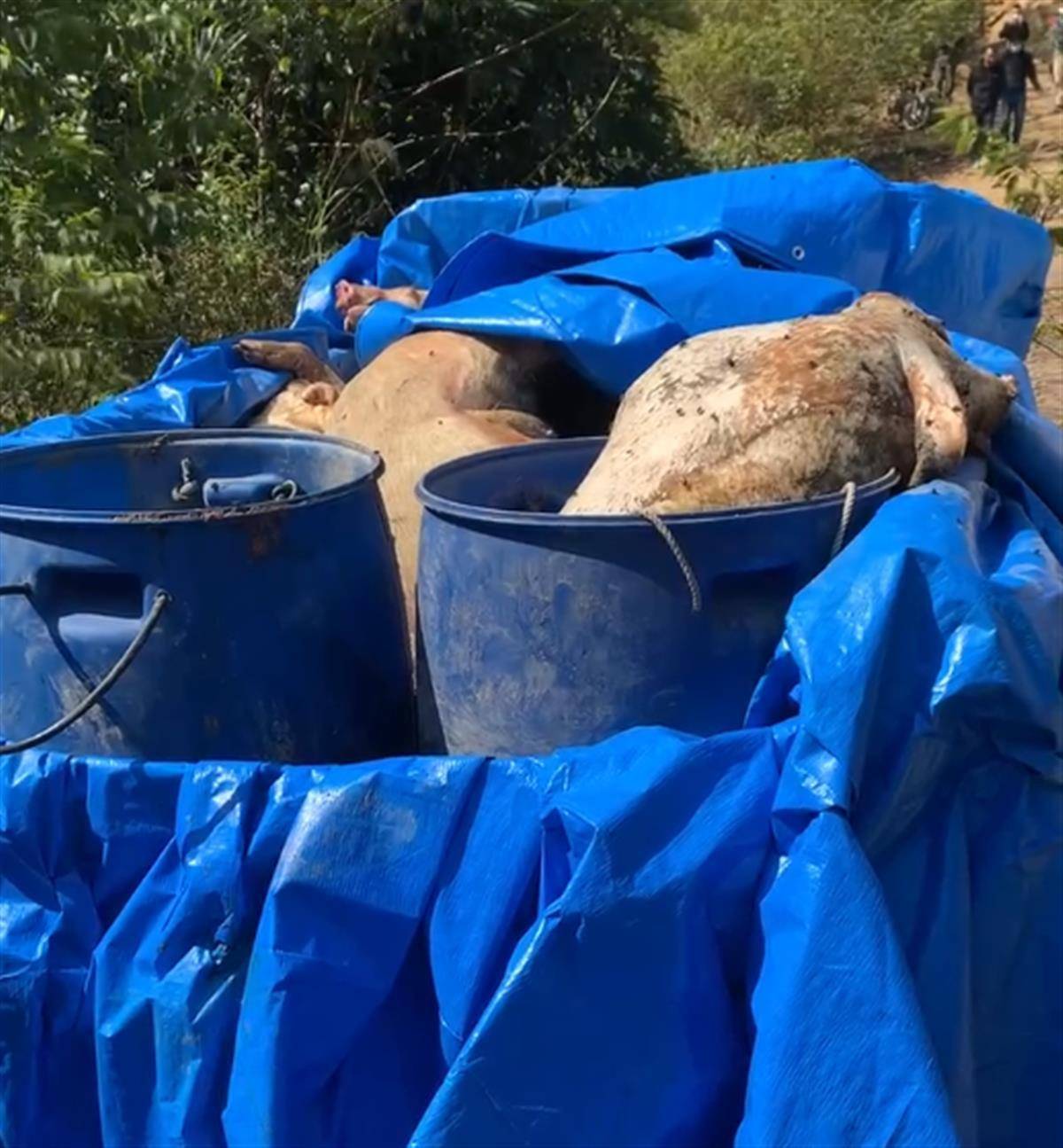 广东一饮用水池内发现十余头死猪,警方介入处理_村民_网友_视频