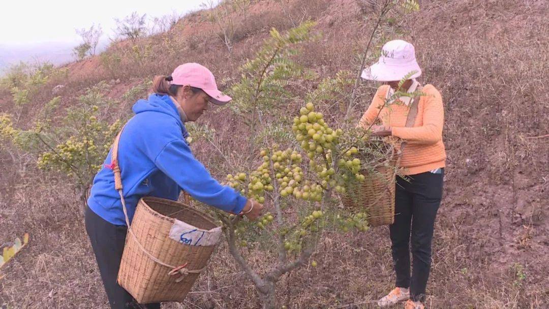 滇橄榄种植基地图片