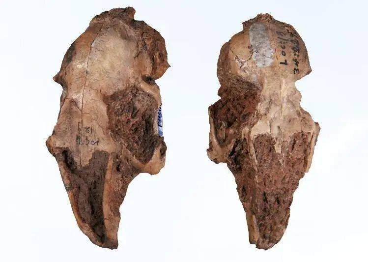 兔子的祖先——钉齿兽整体与现代的兔子非常接近,它