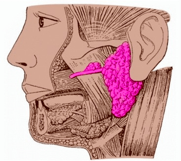 腮腺体表位置图片