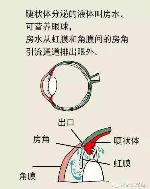 眼睛房水位置图片图片