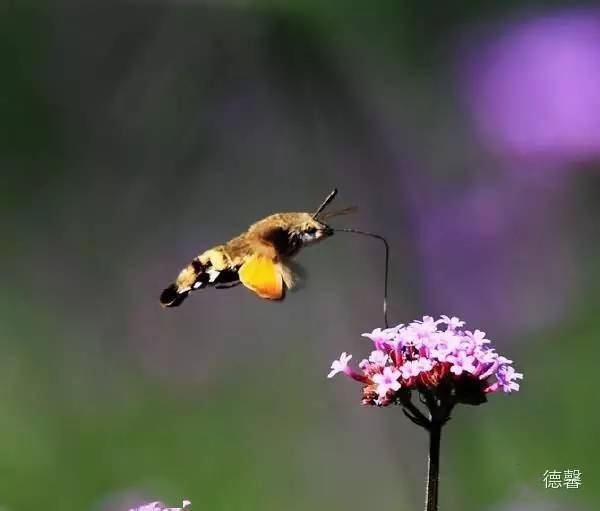 正月十二兔年大吉最漂亮早上好动态表情图片及早晨好动图美图大全 花