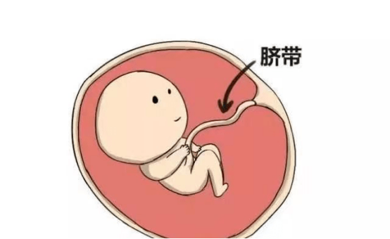 悬浮位胎儿示意图图片
