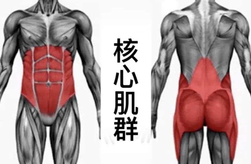 而核心肌群位于腹部前后环绕着身躯