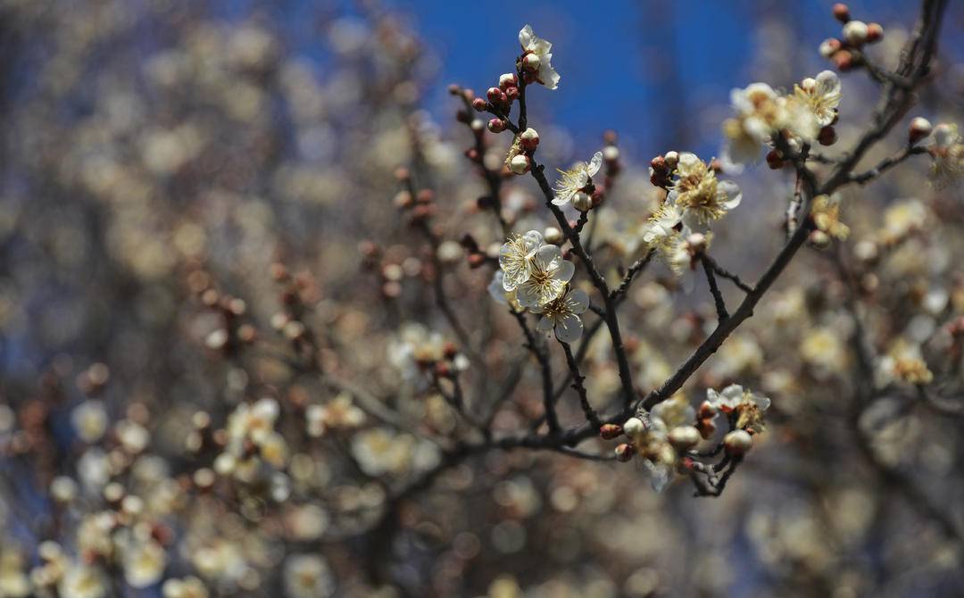【视频】一树梅香半卷诗：听，春天的声音！