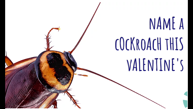 "cry me a cockroach"是圣安东尼奥动物园在过去四年里一直举行的一项