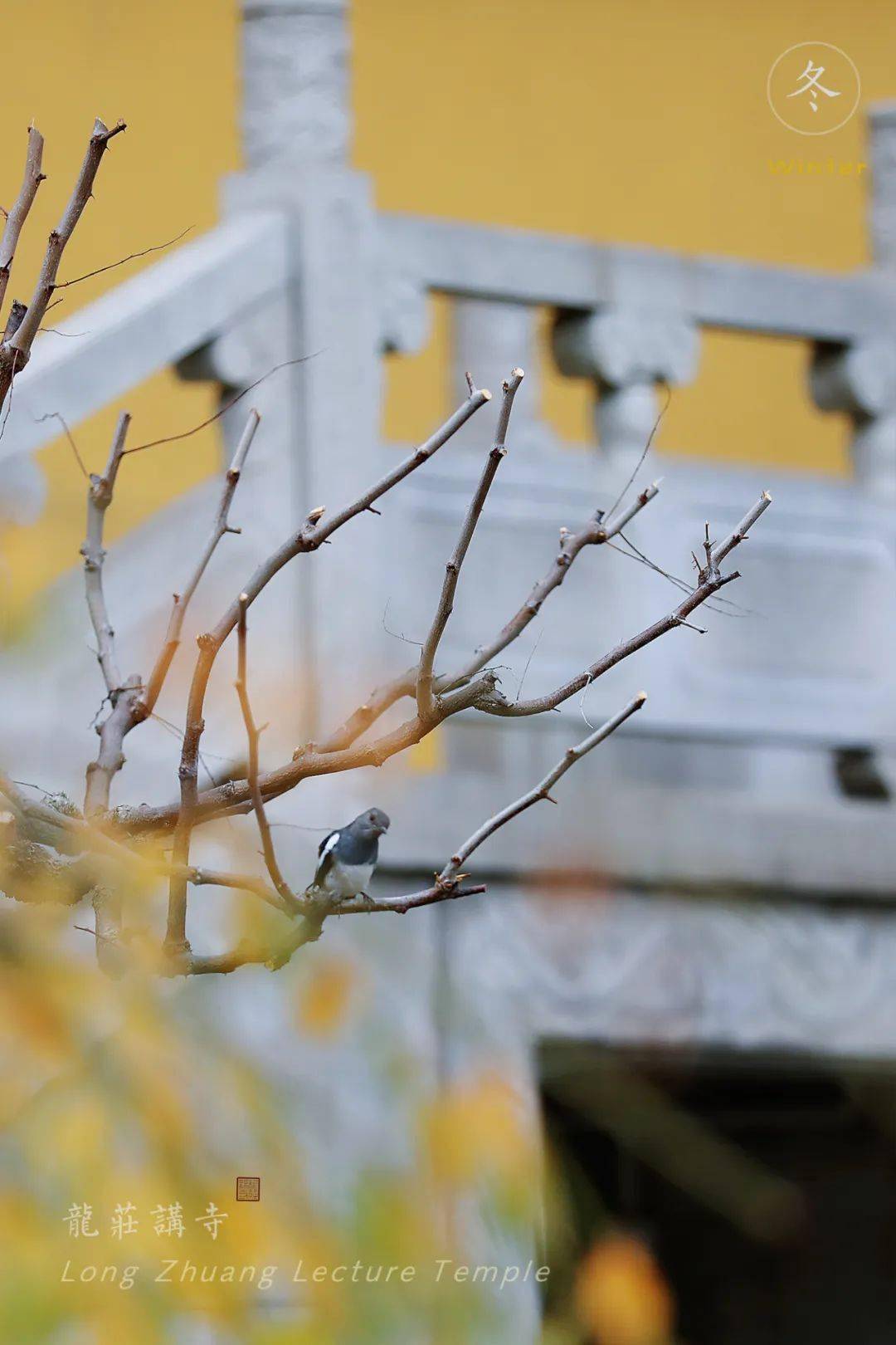 立春|24张龙庄草木图感受四季轮回_万物_轮转_小雪