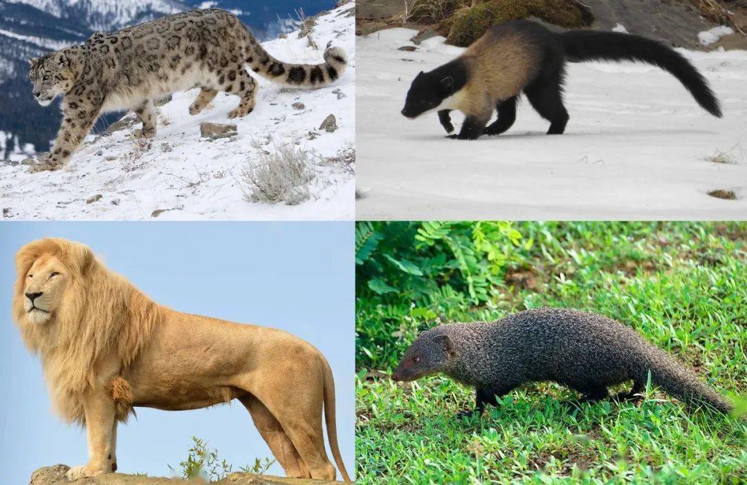 每日一字丨动物篇(豸)_甲骨文_猛兽_解也