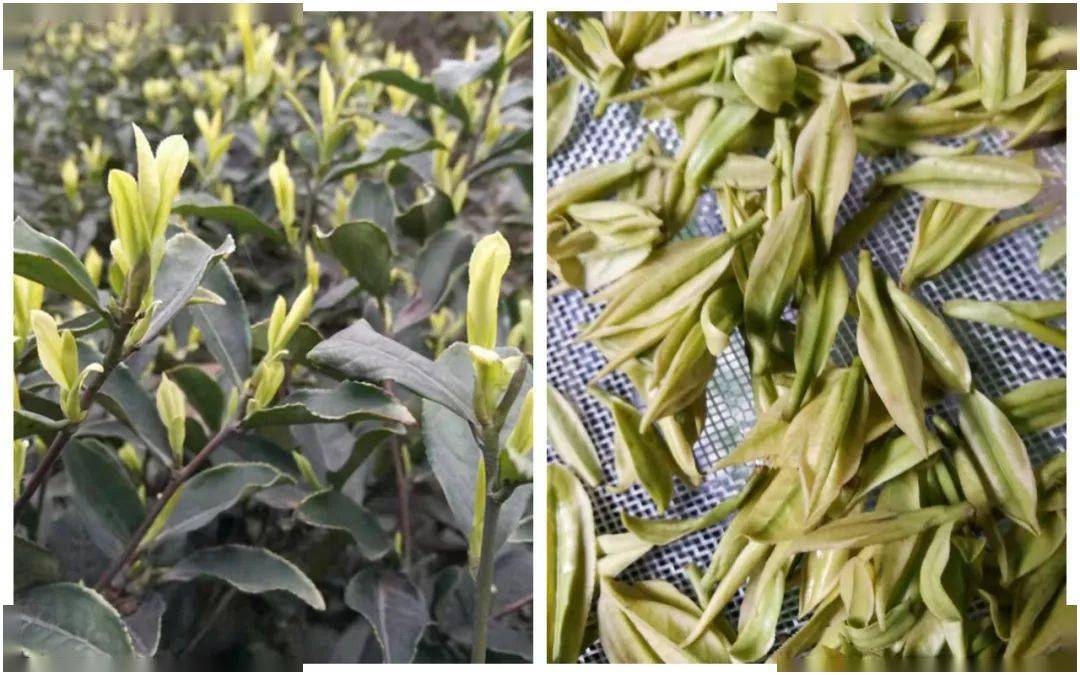 【筠连早茶故事】四川第一个国家级优良茶种"早白尖"在筠连发现_钟渭