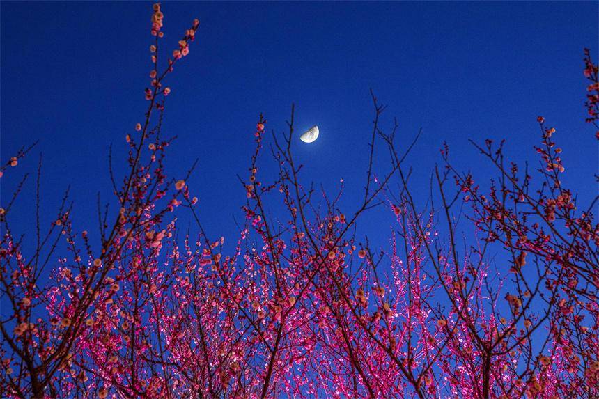 湖北建始:元宵挂花灯 月下赏春梅_null_梅花_美景