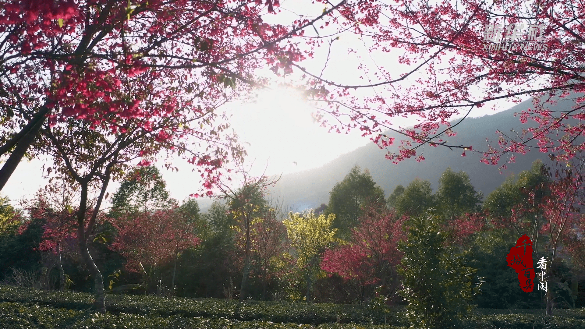 千城百县看中国｜福建云霄：2000株樱花迎风绽放