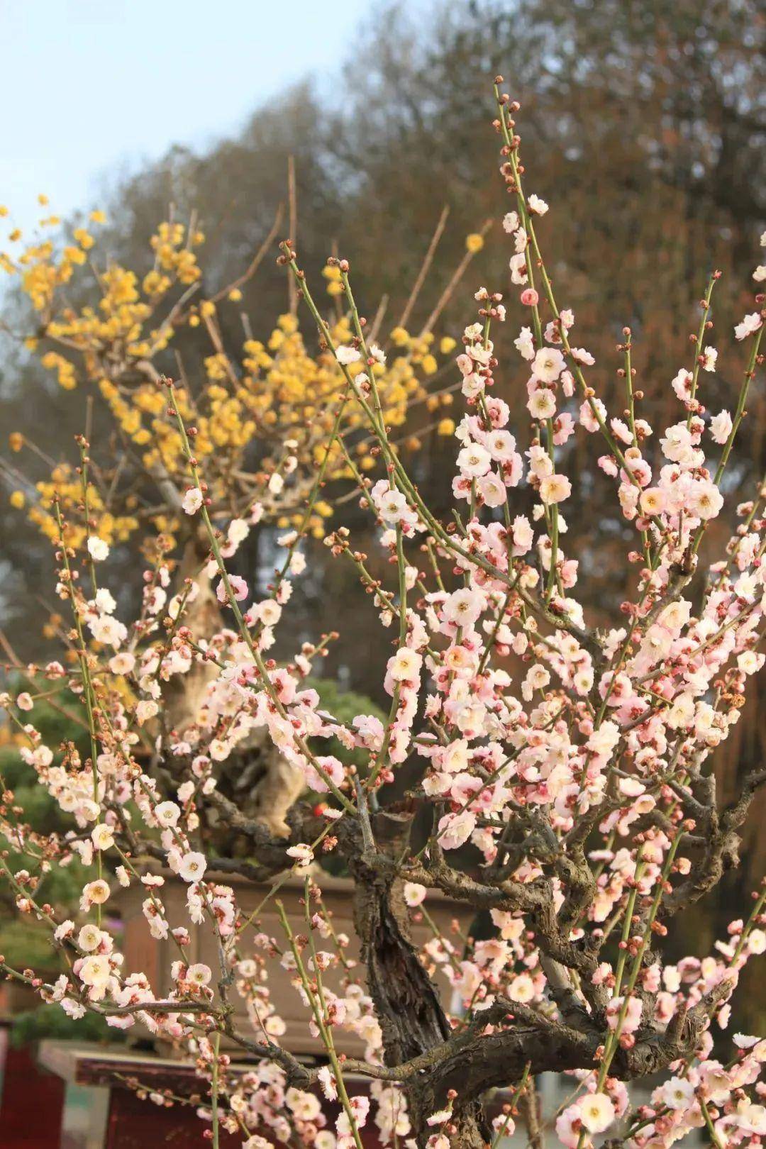 梅花_武汉_东湖