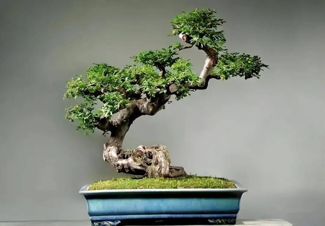 为使雀梅不失枝_盆景_修剪_进行