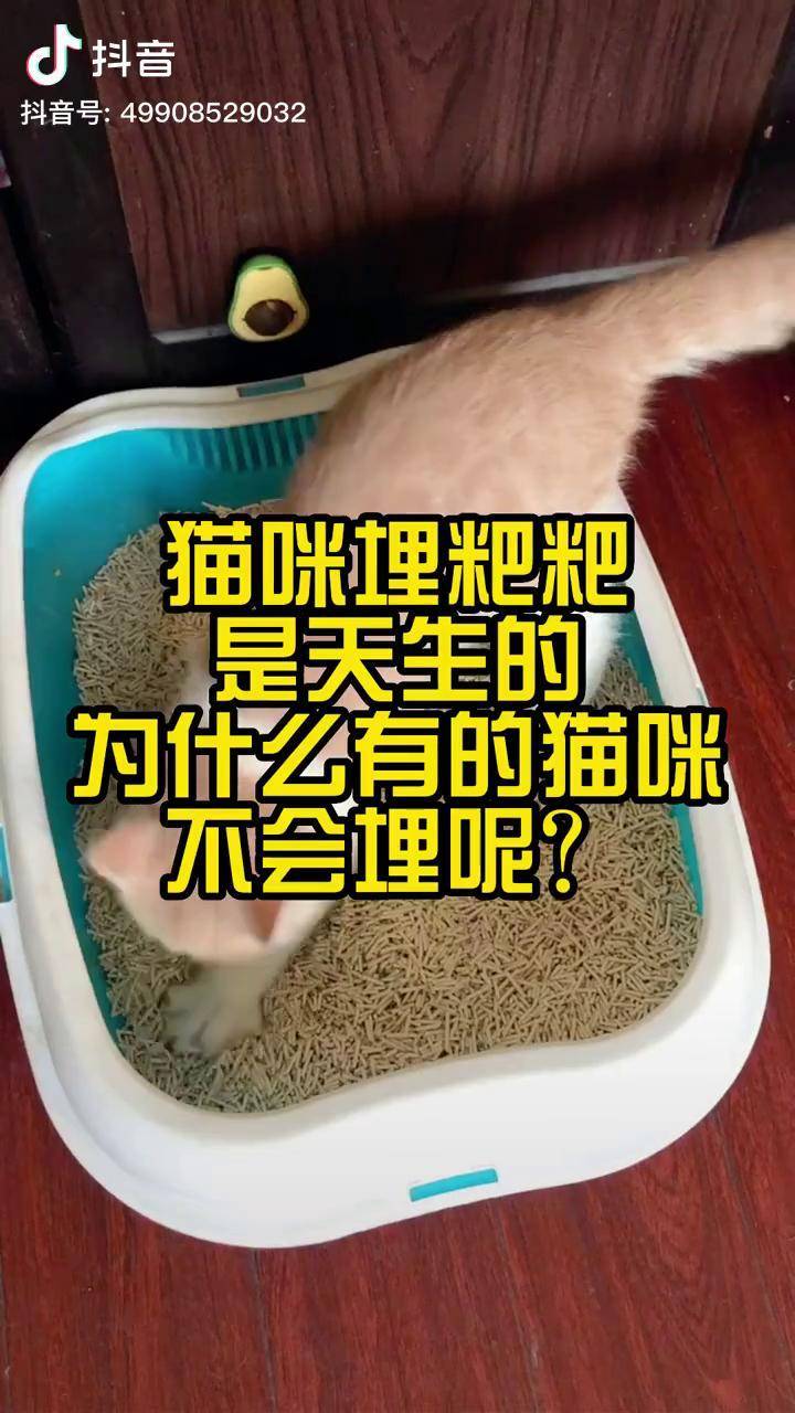 猫咪埋屎图片