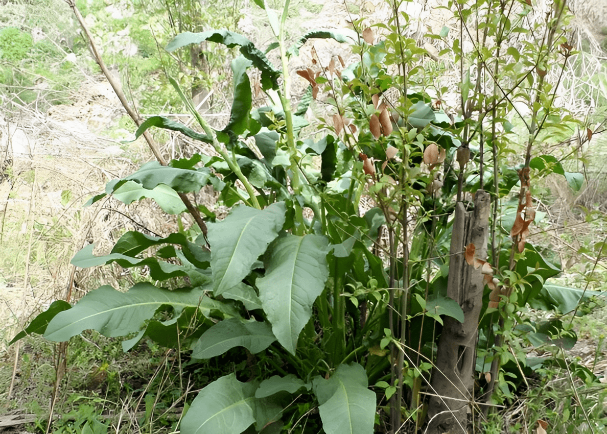 牛屎片植物图片图片