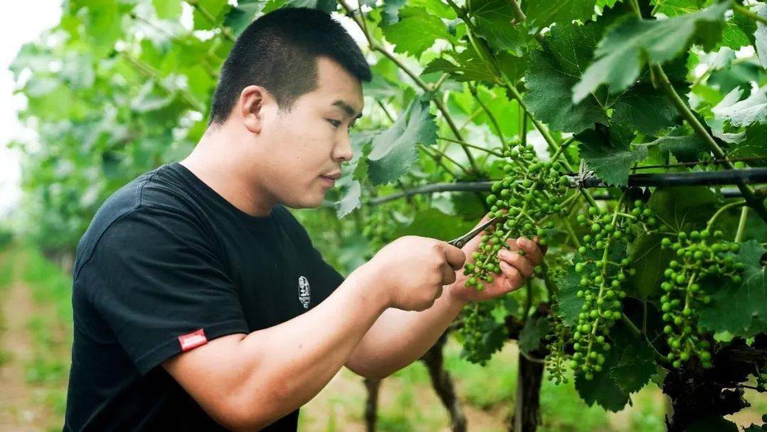 平凡岗位 精彩人生|张宇浩:在平凡中"播"出个未来_葡萄_种植_西安市人