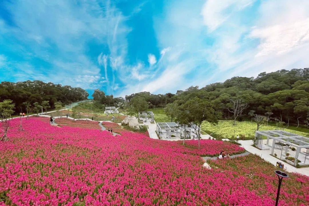 岛内这一大片金鱼草花海惊艳厦门人的朋友圈,随拍出片必冲!