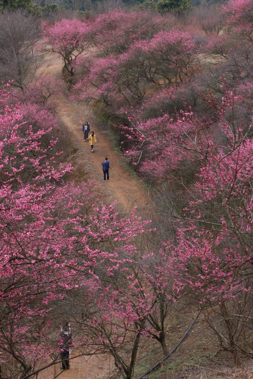 新建村梅花图片