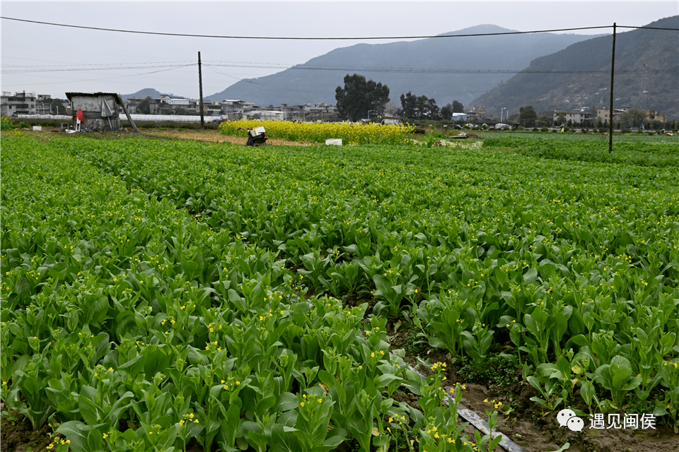 南通镇作为福州市最大的绿叶类蔬菜生产基地,占地面积超3000亩,种植户