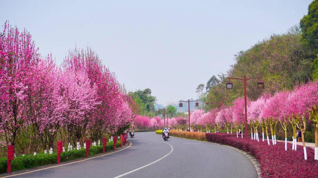 樂山早春賞花路線,第一波梅花,櫻花,油菜花…全部盛放!