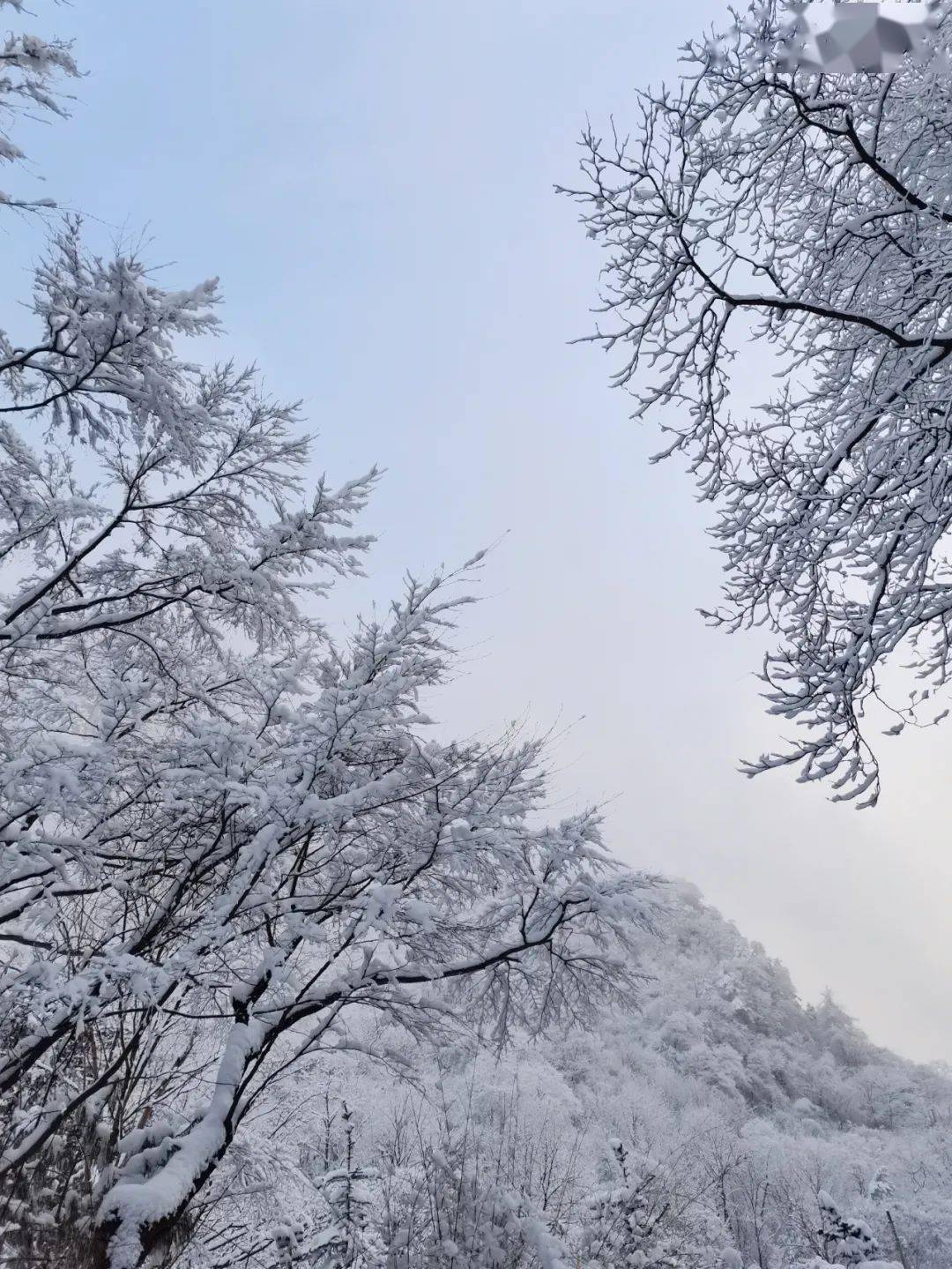 青峰峡|春雪添春色 美景入画来