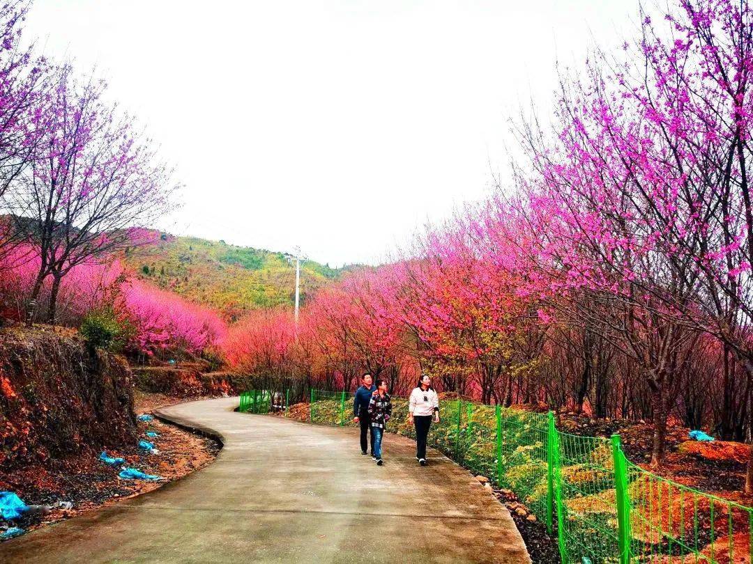 寿宁南阳含溪村:千亩樱花盛放引人醉_红色_内容_乡村