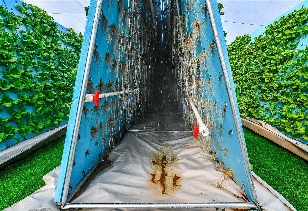 新洲尝鲜"雾培"蔬菜_植物_气雾_技术