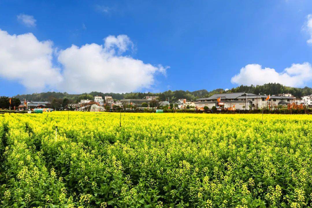才溪油菜花开啦!邀您共赴春日里的"花海盛宴"_景区_上杭_春光