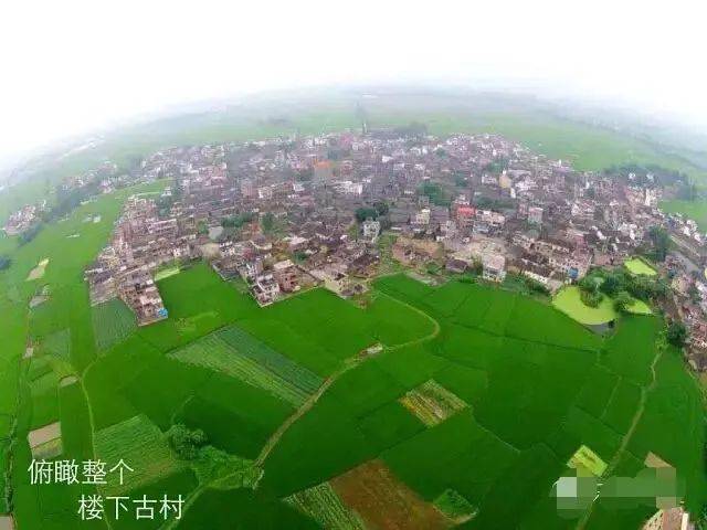 "藏"在廊田的油菜花!赏花海 逛古村,乐昌这片"诗画田园"低调上线了